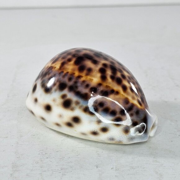Tiger Cowrie Sea Shell Glossy Brown & White Spotted Ocean Decor - Picture 3 of 8